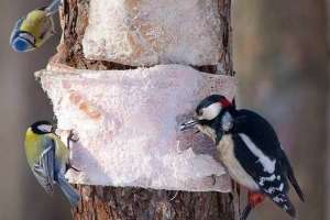 Ptice predmestja. Imena, opisi in značilnosti ptic v bližini moskve Ptice predmestja. Imena, opisi in značilnosti ptic v bližini moskve